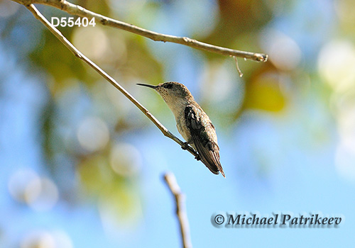 Vervain Hummingbird (Mellisuga minima)